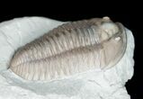 Flexicalymene Trilobite From Ohio - Very Inflated #11460-2